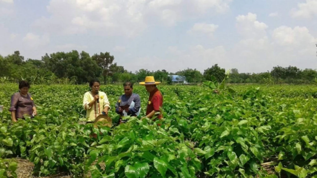 Continuing the Silk Mulberry profession